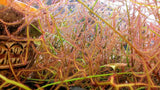 Drosera binata var. multifida f. extrema