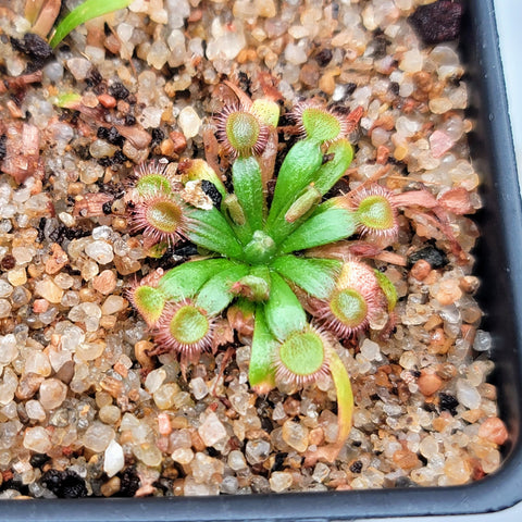 Drosera brevicornis 2.04