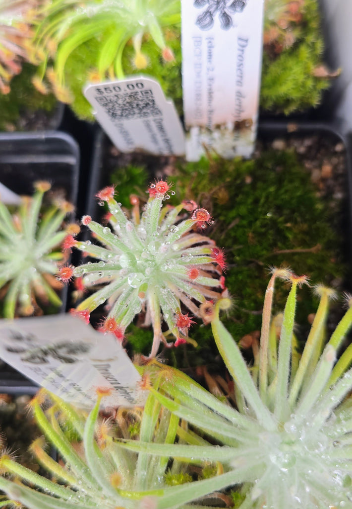 Drosera derbyensis 2.02