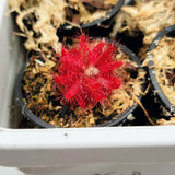 Drosera graomogolensis