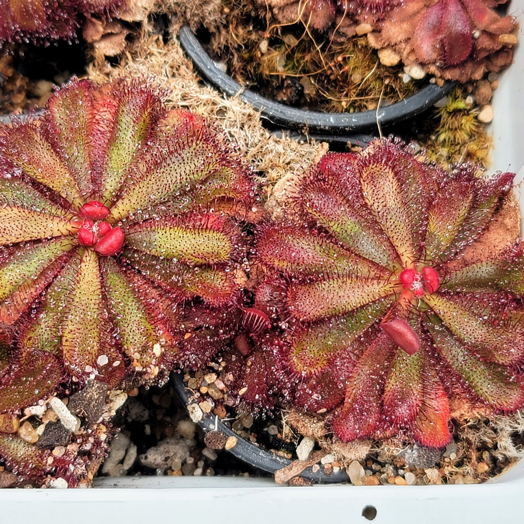 Drosera hamiltonii