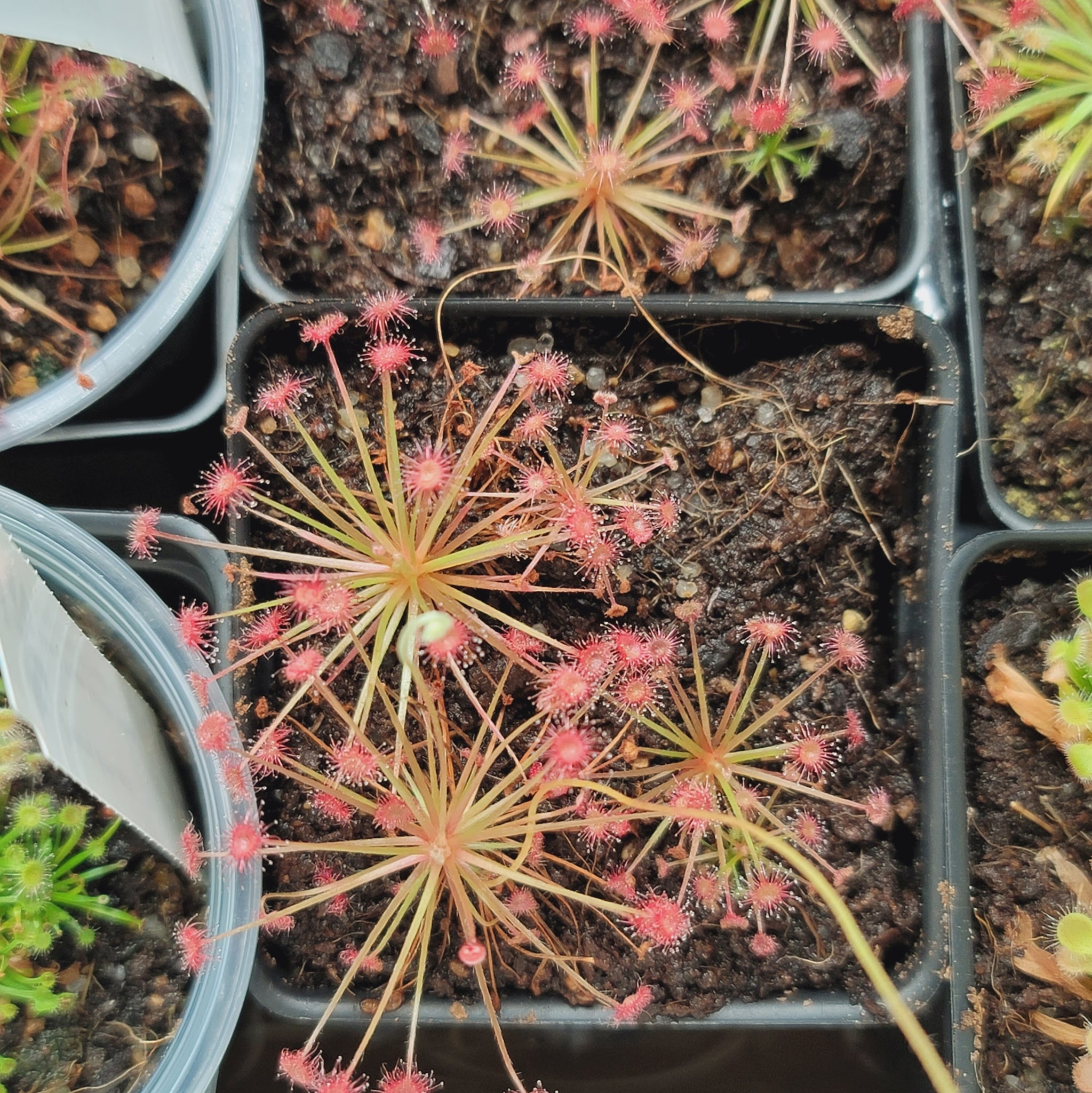 Drosera paradoxa 2 Evo Carnivorous Plant Labs
