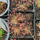 Drosera paradoxa 2