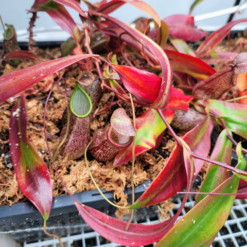 Nepenthes adnata x campanulata