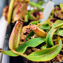 Nepenthes - Species