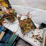 Nepenthes glabrata 2