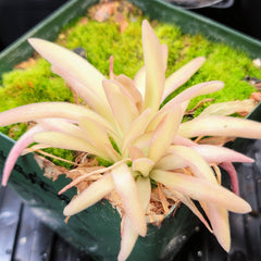 Pinguicula - Cultivars &amp; Hybrids