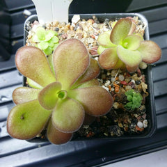 Pinguicula - Species