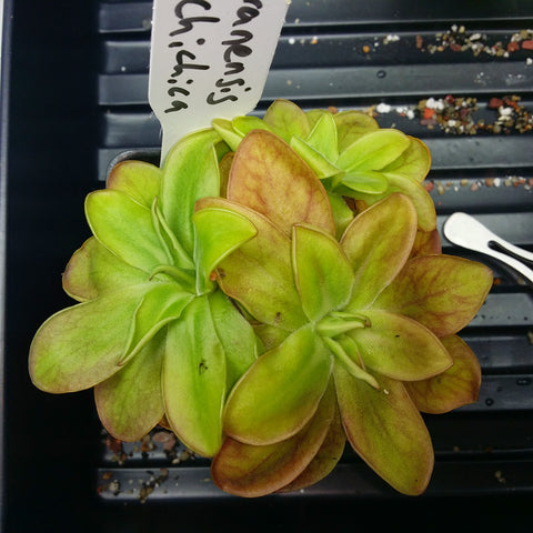 Pinguicula moranensis 5