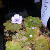 Pinguicula rotundiflora