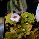 Pinguicula rotundiflora