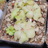 Pinguicula rotundiflora