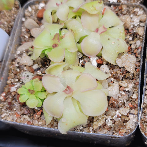 Pinguicula rotundiflora