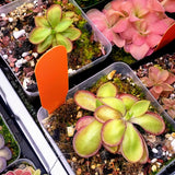 Pinguicula spec. Koehres
