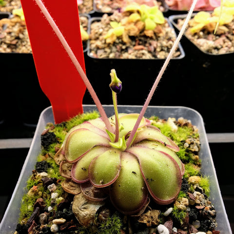 Pinguicula spec. Koehres