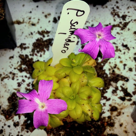 Pinguicula Spec. Sumidero I