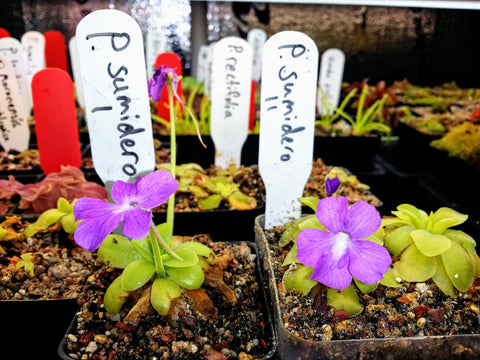 Pinguicula Spec. Sumidero II