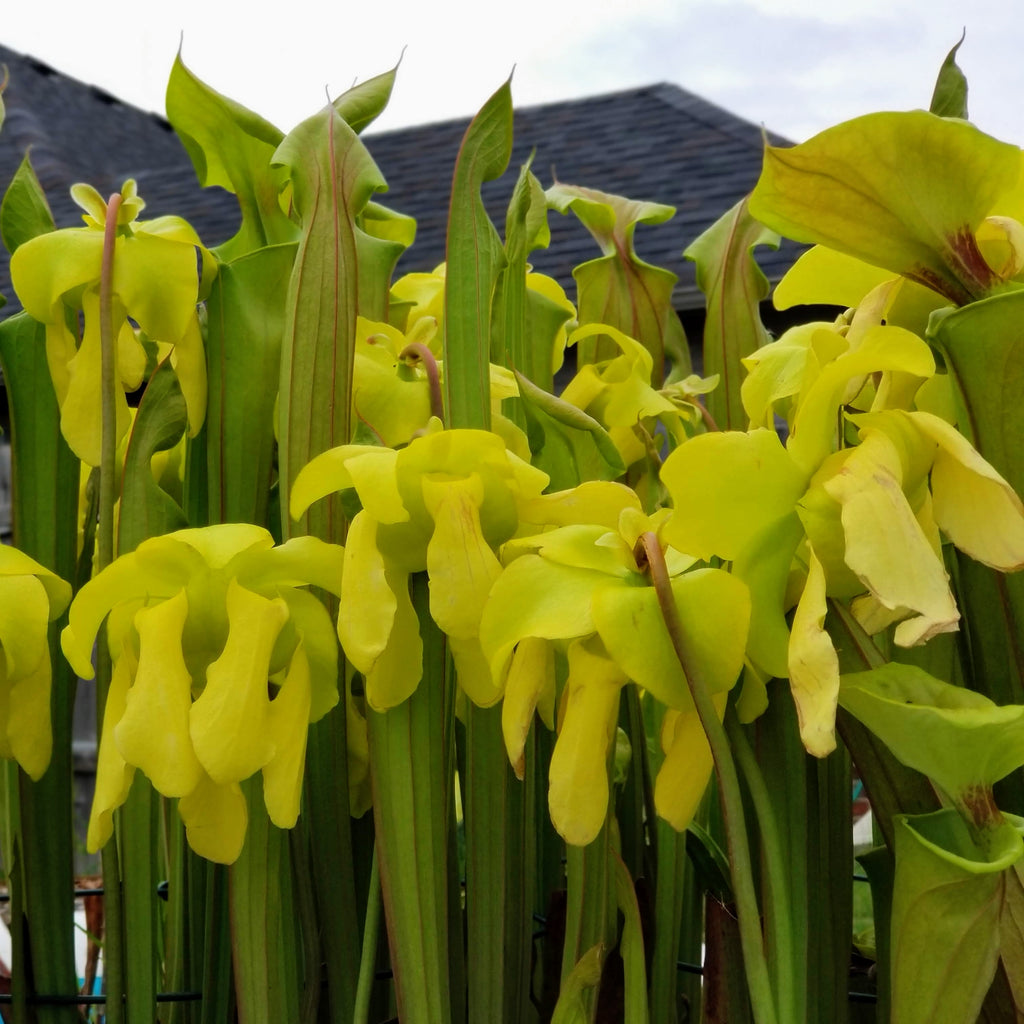 Sarracenia flava