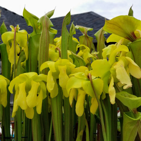 Sarracenia flava