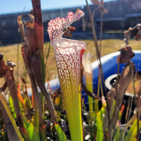 Sarracenia leucophylla