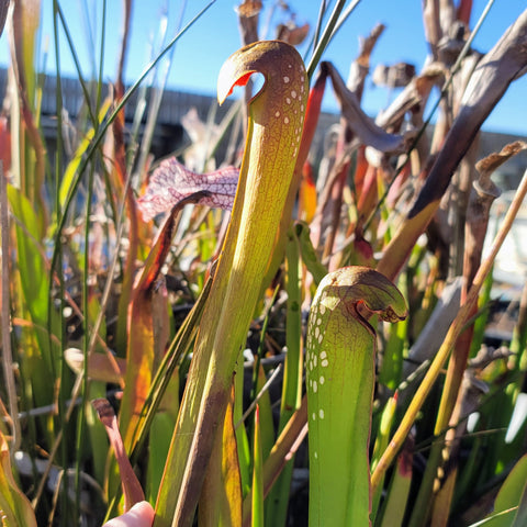 Sarracenia minor var. okefenokeensis