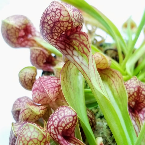 Sarracenia psittacina 3