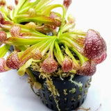 Sarracenia psittacina 3