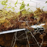 Utricularia reniformis