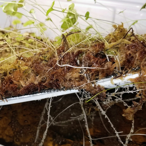 Utricularia reniformis