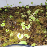 Utricularia reniformis