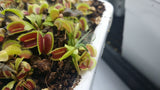 Dionaea 'B52'
