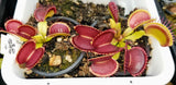 Dionaea 'B52'