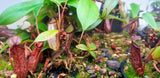 Nepenthes adnata x campanulata