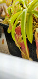 Nepenthes burkei x alata?