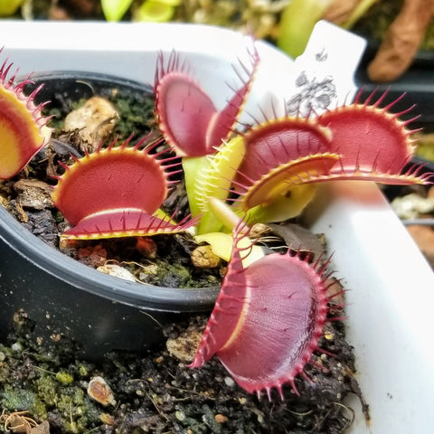 Dionaea 'B52'