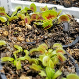 Dionaea 'Red Bull BCP'
