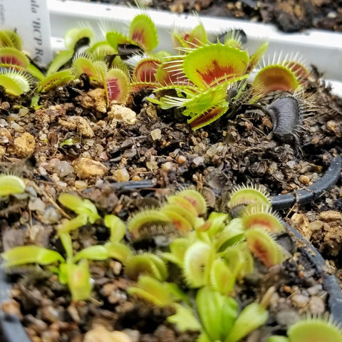 Dionaea 'Red Bull BCP'