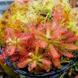 Drosera graomogolensis