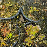 Drosera hamiltonii