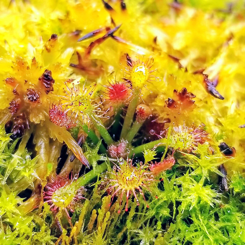Drosera ultramafica