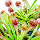 Sarracenia psittacina 3