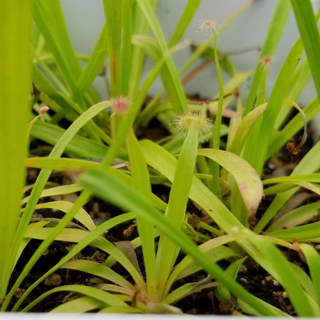 Drosera caduca