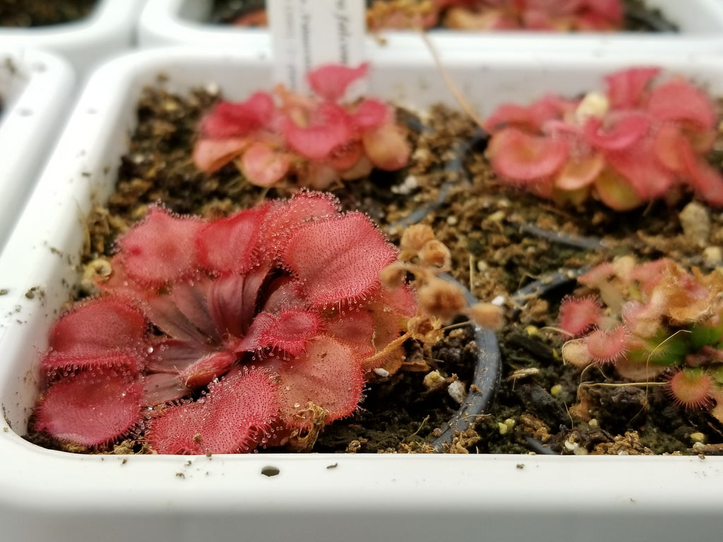 Drosera falconeri 1