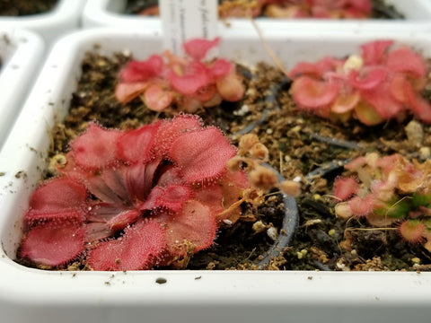 Drosera falconeri 1