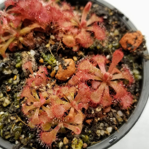 Drosera rubrifolia