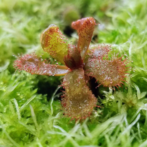 Drosera slackii