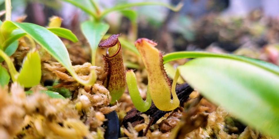 Pinguicula
