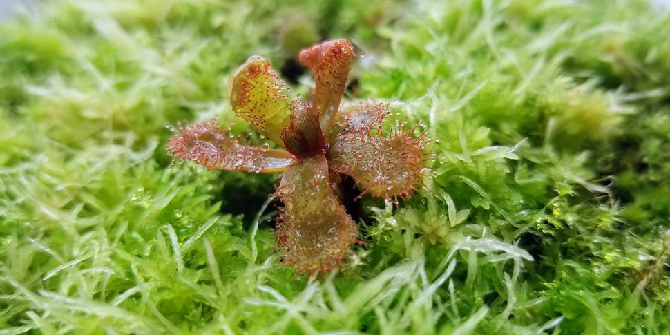 Drosera